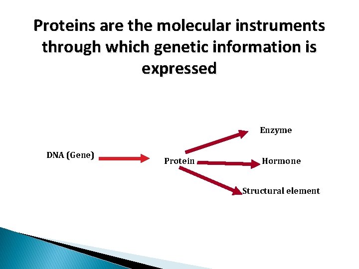 Proteins are the molecular instruments through which genetic information is expressed Enzyme DNA (Gene)