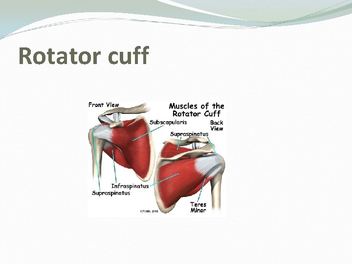 Rotator cuff 