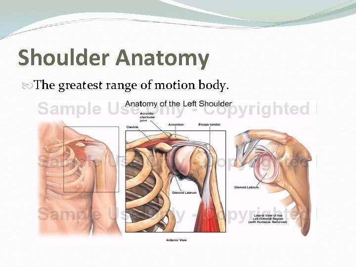 Shoulder Anatomy The greatest range of motion body. 