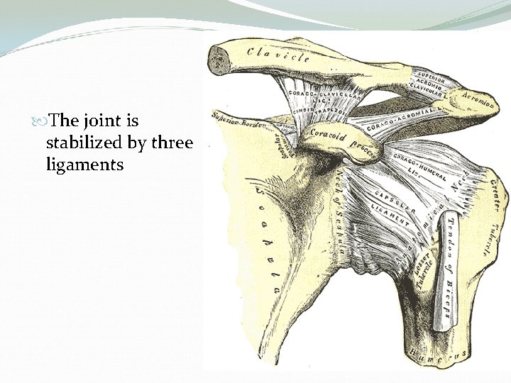  The joint is stabilized by three ligaments 