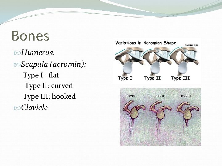 Bones Humerus. Scapula (acromin): Type I : flat Type II: curved Type III: hooked