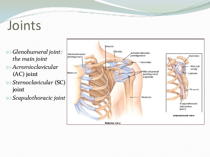 Joints Glenohumeral joint: the main joint Acromioclavicular (AC) joint Sternoclavicular (SC) joint Scapulothoracic joint