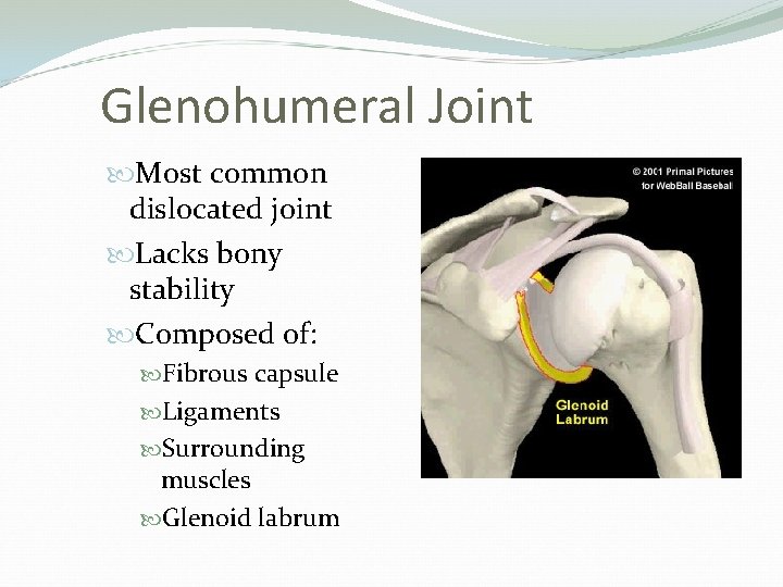 Glenohumeral Joint Most common dislocated joint Lacks bony stability Composed of: Fibrous capsule Ligaments