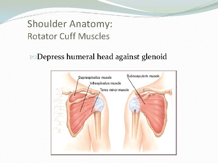 Shoulder Anatomy: Rotator Cuff Muscles Depress humeral head against glenoid 
