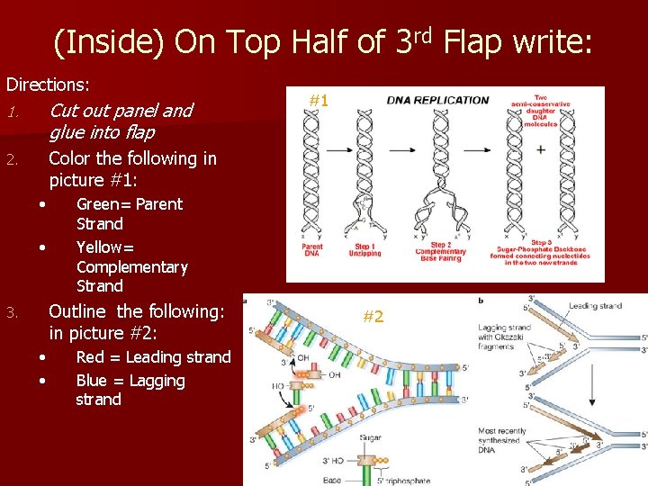 (Inside) On Top Half of 3 rd Flap write: Directions: 1. Cut out panel