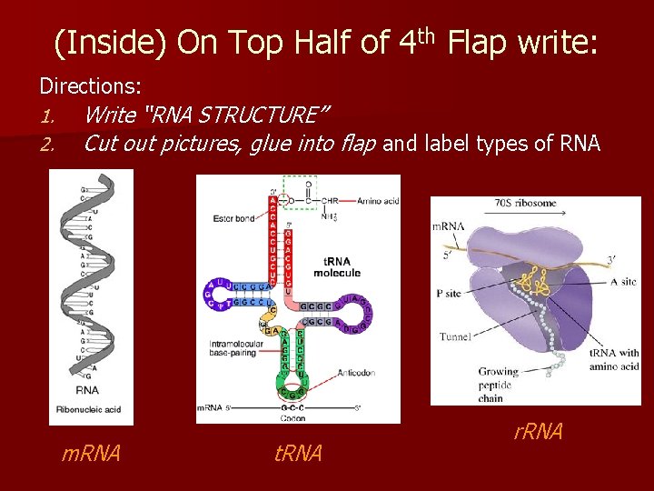 (Inside) On Top Half of 4 th Flap write: Directions: 1. 2. Write “RNA