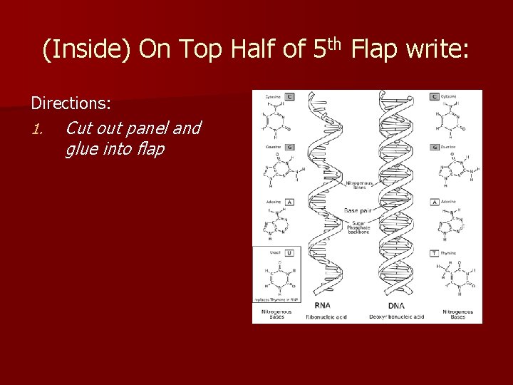 (Inside) On Top Half of 5 th Flap write: Directions: 1. Cut out panel