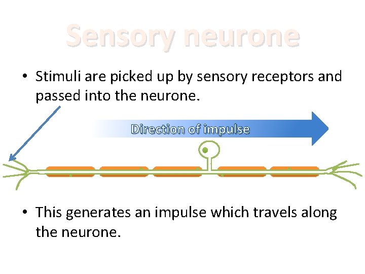 Sensory neurone • Stimuli are picked up by sensory receptors and passed into the