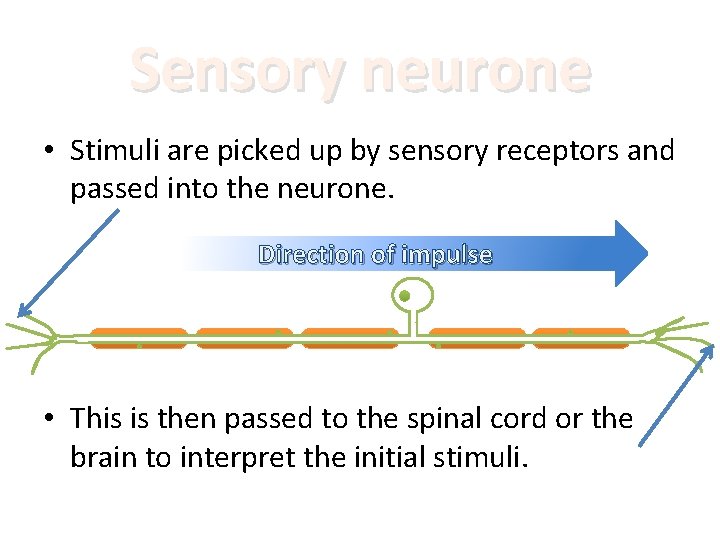 Sensory neurone • Stimuli are picked up by sensory receptors and passed into the
