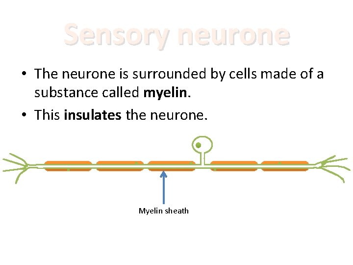 Sensory neurone • The neurone is surrounded by cells made of a substance called