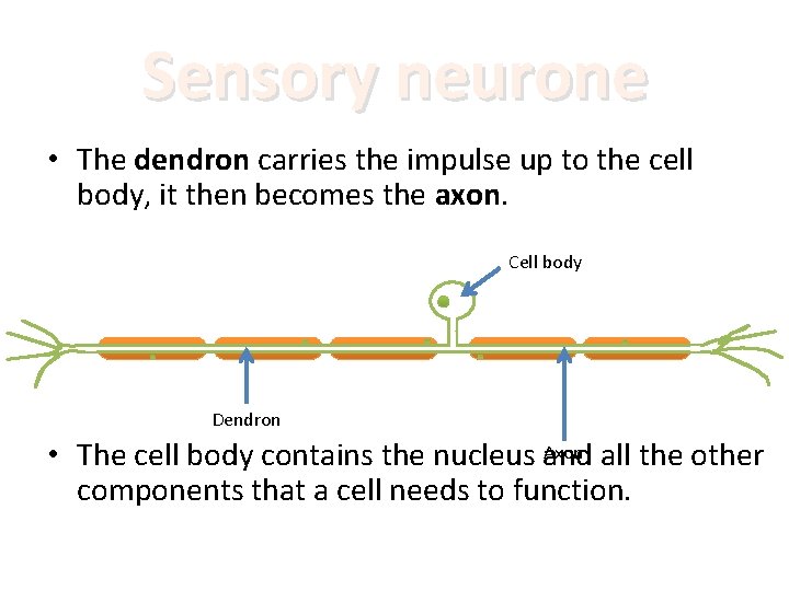 Sensory neurone • The dendron carries the impulse up to the cell body, it