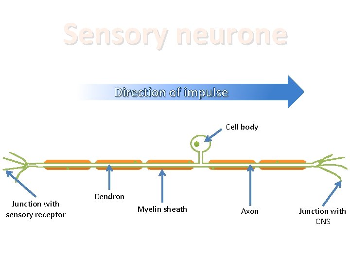 Sensory neurone Direction of impulse Cell body Junction with sensory receptor Dendron Myelin sheath