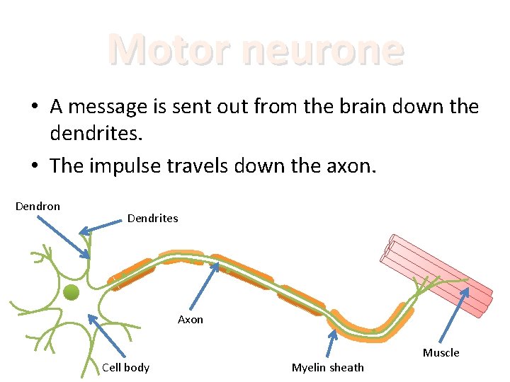 Motor neurone • A message is sent out from the brain down the dendrites.
