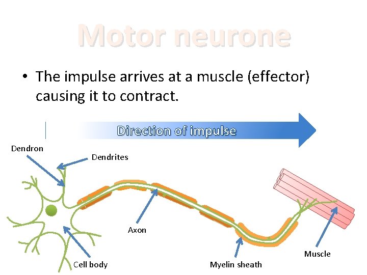 Motor neurone • The impulse arrives at a muscle (effector) causing it to contract.