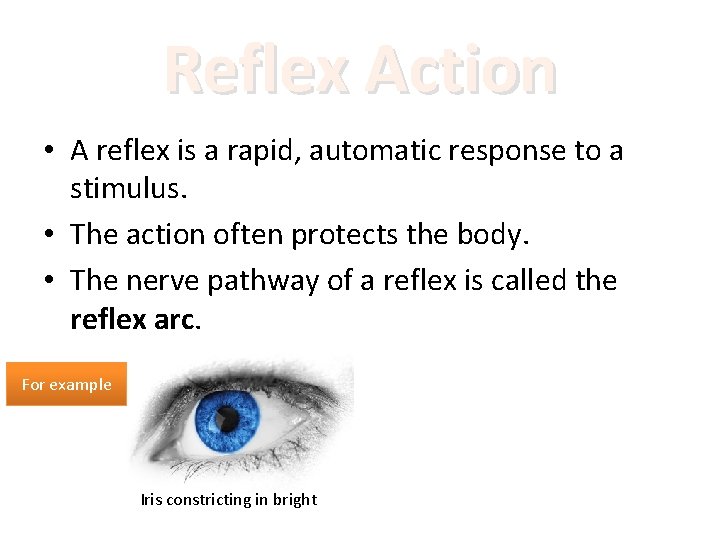 Reflex Action • A reflex is a rapid, automatic response to a stimulus. •