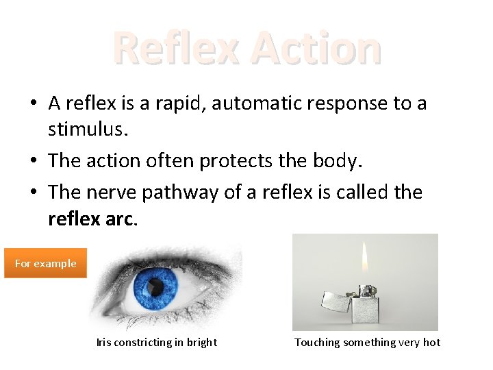 Reflex Action • A reflex is a rapid, automatic response to a stimulus. •