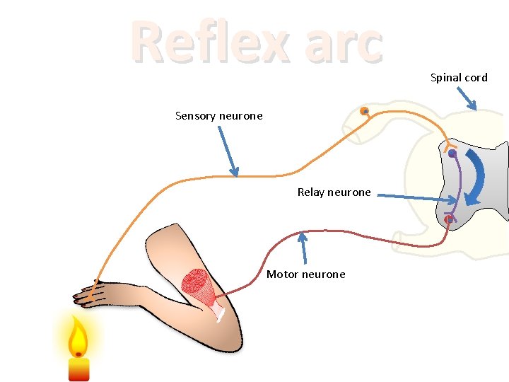 Reflex arc Sensory neurone Relay neurone Motor neurone Spinal cord 