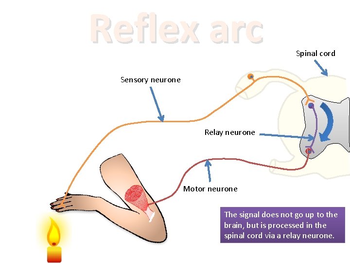 Reflex arc Spinal cord Sensory neurone Relay neurone Motor neurone The signal does not