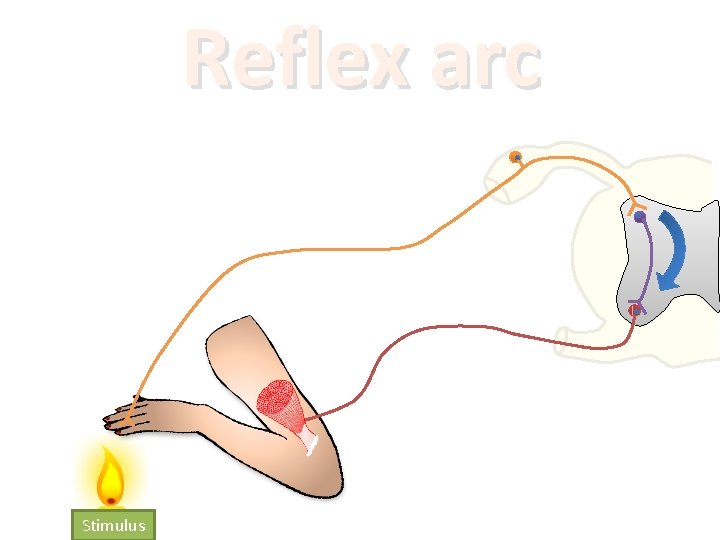 Reflex arc Stimulus 