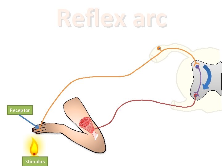 Reflex arc Receptor Stimulus 