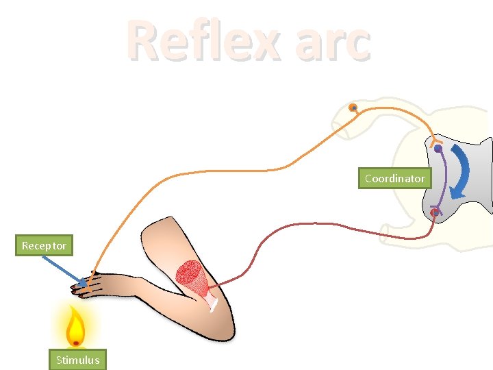 Reflex arc Coordinator Receptor Stimulus 