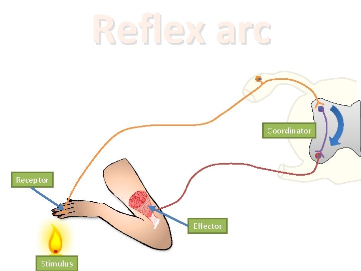 Reflex arc Coordinator Receptor Effector Stimulus 