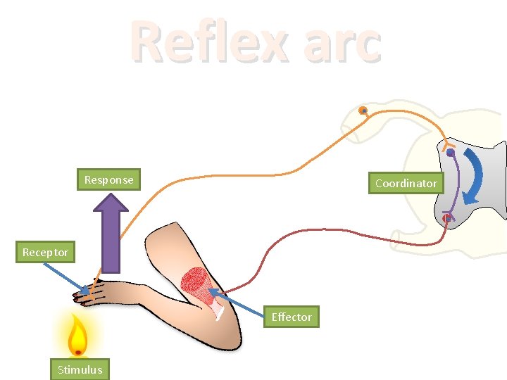 Reflex arc Response Coordinator Receptor Effector Stimulus 