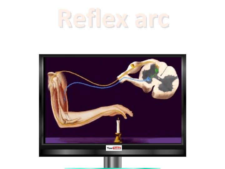 Reflex arc 