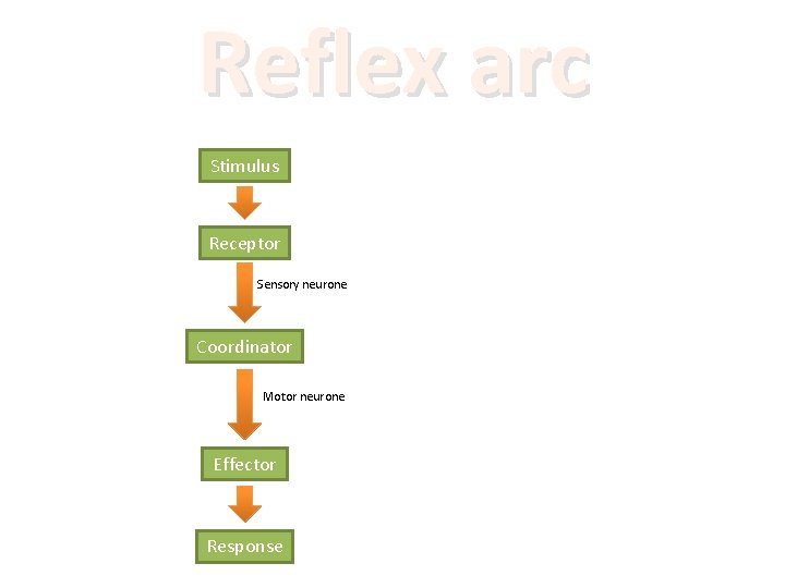 Reflex arc Stimulus Receptor Sensory neurone Coordinator Motor neurone Effector Response 