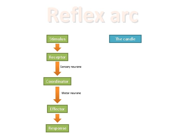Reflex arc Stimulus Receptor Sensory neurone Coordinator Motor neurone Effector Response The candle 