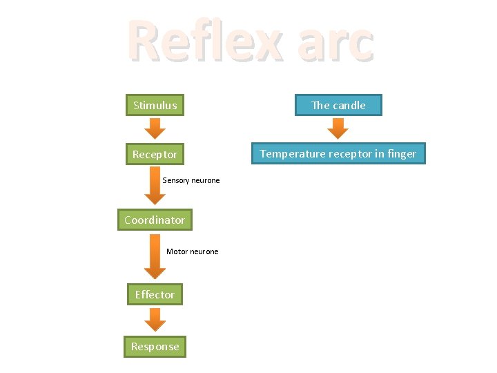 Reflex arc Stimulus The candle Receptor Temperature receptor in finger Sensory neurone Coordinator Motor