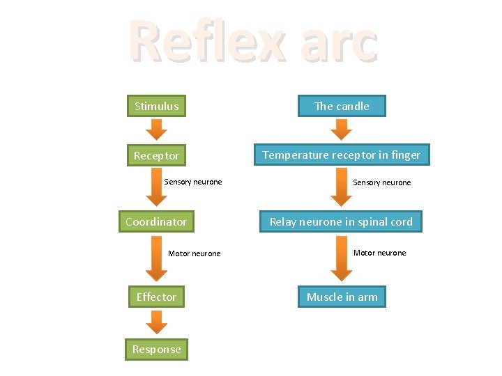 Reflex arc Stimulus The candle Receptor Temperature receptor in finger Sensory neurone Coordinator Motor