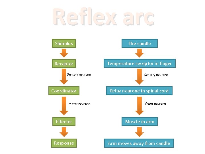 Reflex arc Stimulus The candle Receptor Temperature receptor in finger Sensory neurone Coordinator Motor