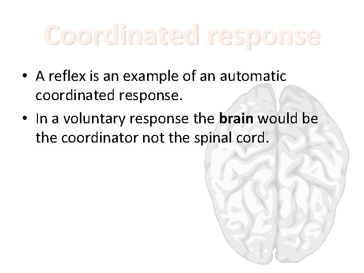 Coordinated response • A reflex is an example of an automatic coordinated response. •