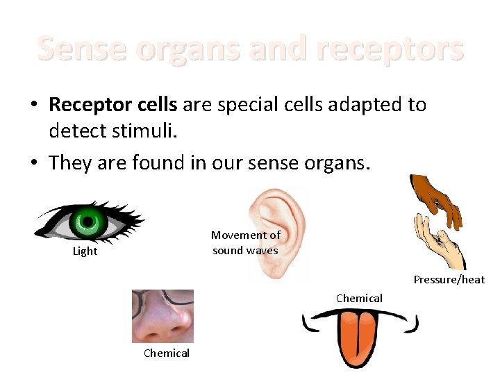 Sense organs and receptors • Receptor cells are special cells adapted to detect stimuli.