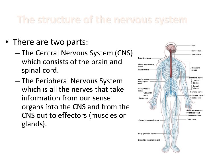 The structure of the nervous system • There are two parts: – The Central