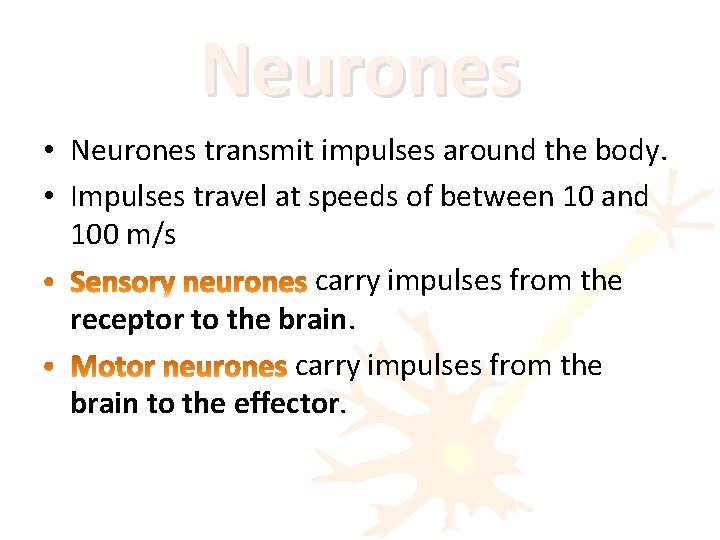 Neurones • Neurones transmit impulses around the body. • Impulses travel at speeds of