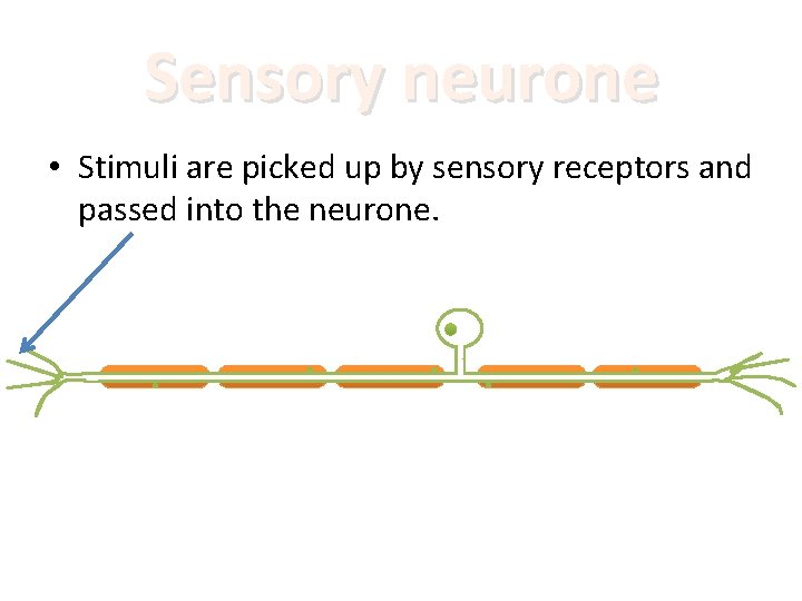 Sensory neurone • Stimuli are picked up by sensory receptors and passed into the