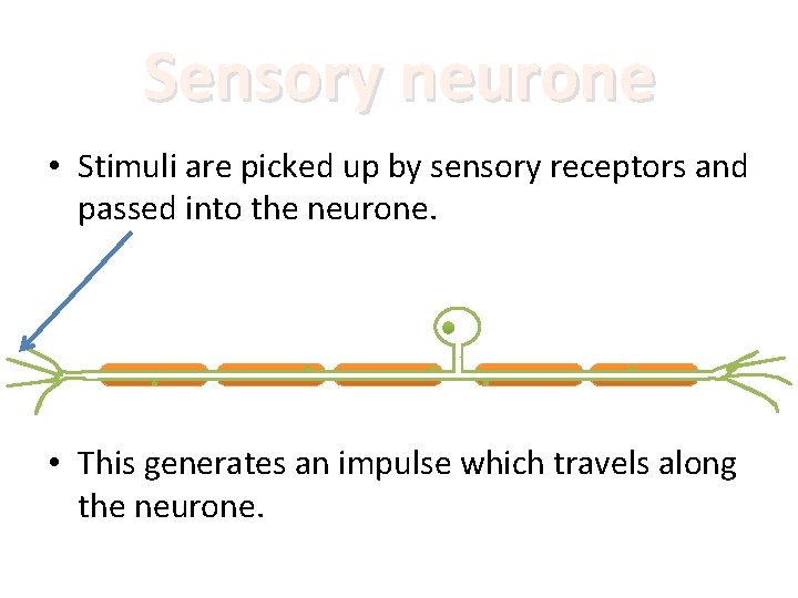 Sensory neurone • Stimuli are picked up by sensory receptors and passed into the