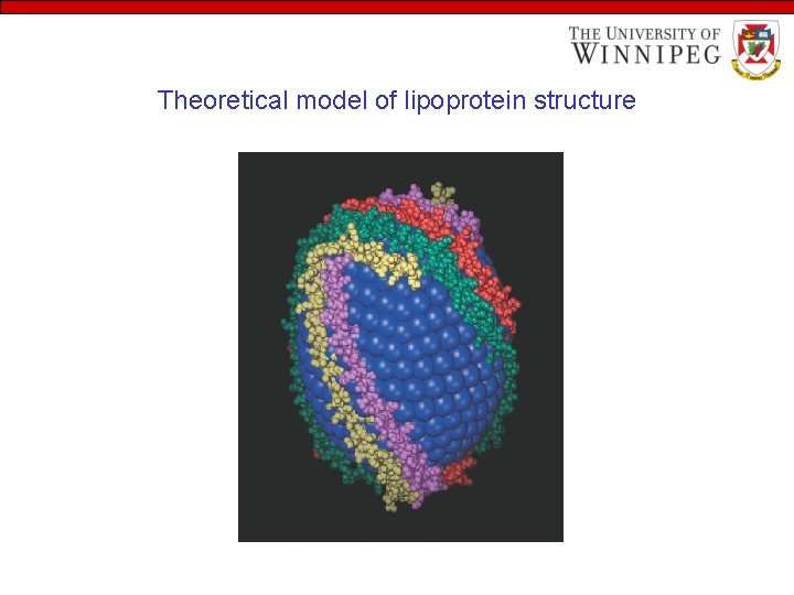 Theoretical model of lipoprotein structure 