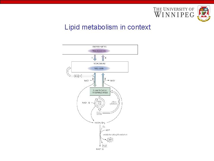 Lipid metabolism in context 