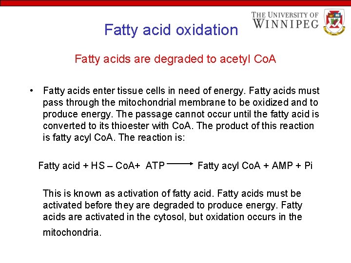 Fatty acid oxidation Fatty acids are degraded to acetyl Co. A • Fatty acids