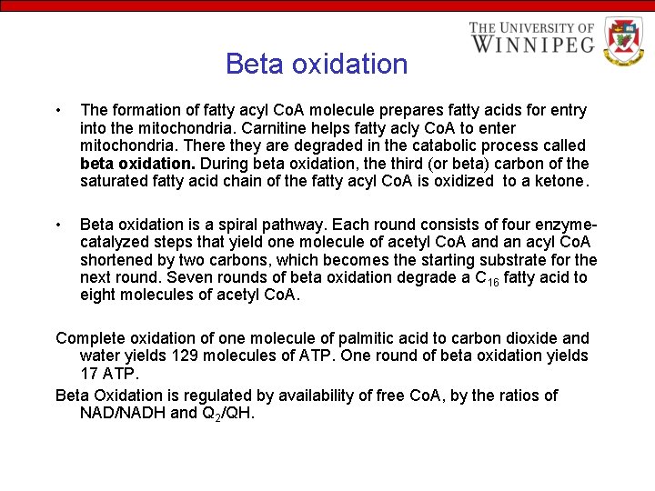 Beta oxidation • The formation of fatty acyl Co. A molecule prepares fatty acids