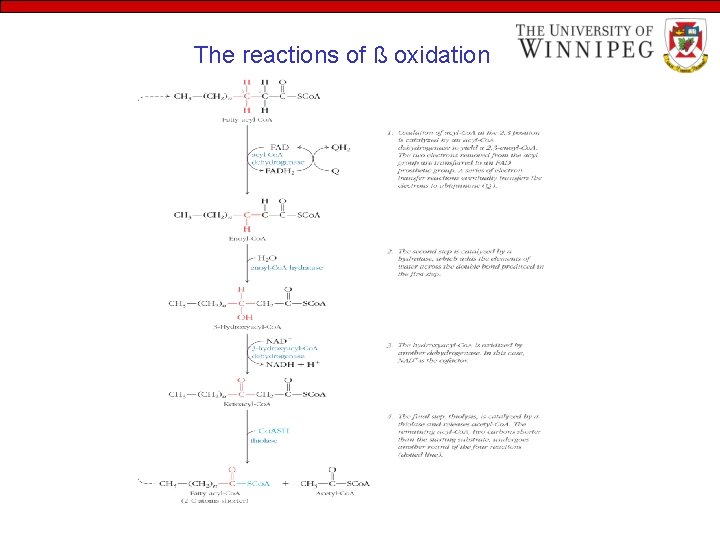 The reactions of ß oxidation 