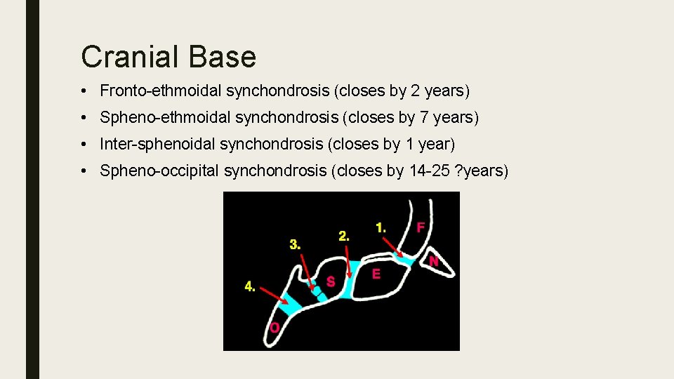 Cranial Base • Fronto-ethmoidal synchondrosis (closes by 2 years) • Spheno-ethmoidal synchondrosis (closes by