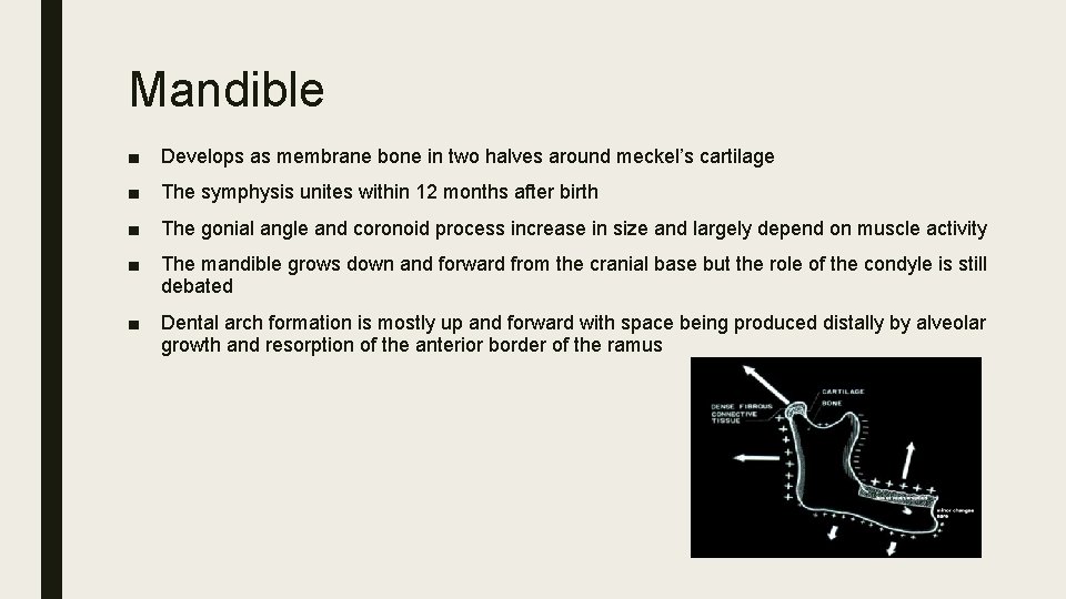 Mandible ■ Develops as membrane bone in two halves around meckel’s cartilage ■ The