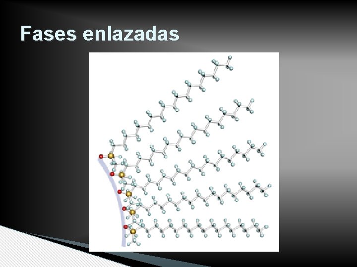 Fases enlazadas 