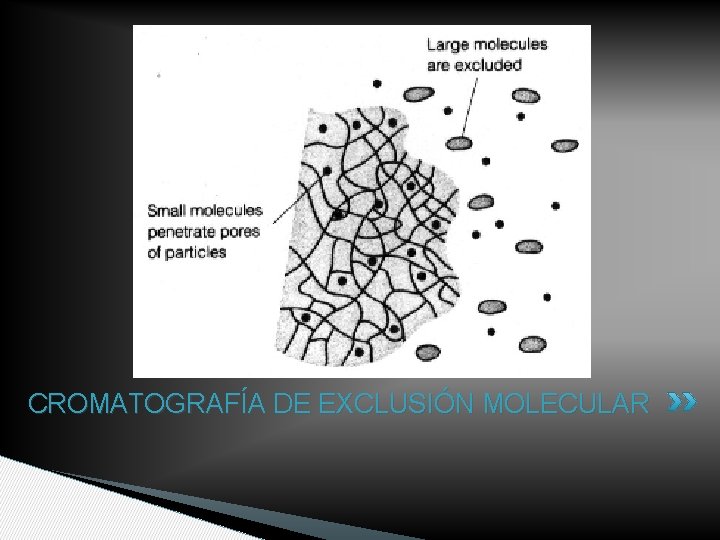 CROMATOGRAFÍA DE EXCLUSIÓN MOLECULAR 