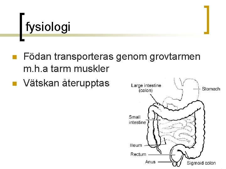 fysiologi n n Födan transporteras genom grovtarmen m. h. a tarm muskler Vätskan återupptas