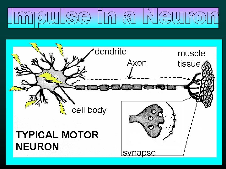 dendrite Axon cell body TYPICAL MOTOR NEURON synapse muscle tissue 